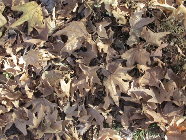 برگریزان پاییزی در تفرش