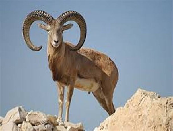 پایان سرشماری پاییزه پستانداران حیات وحش در شهرستان سرخه