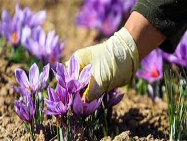 توزیع 12تن پیاز زعفران در بین کشاورزان بافقی/ 96 هکتار از مزارع بافق زیرکشت زعفران رفت
