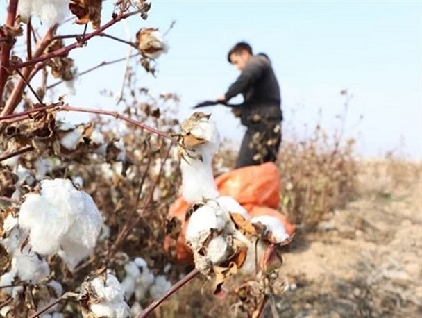 رونق تولید طلای سفید در سیستان و بلوچستان/ چهار شهرستان استان در طرح پایلوت کشت پنبه قرار گرفتند