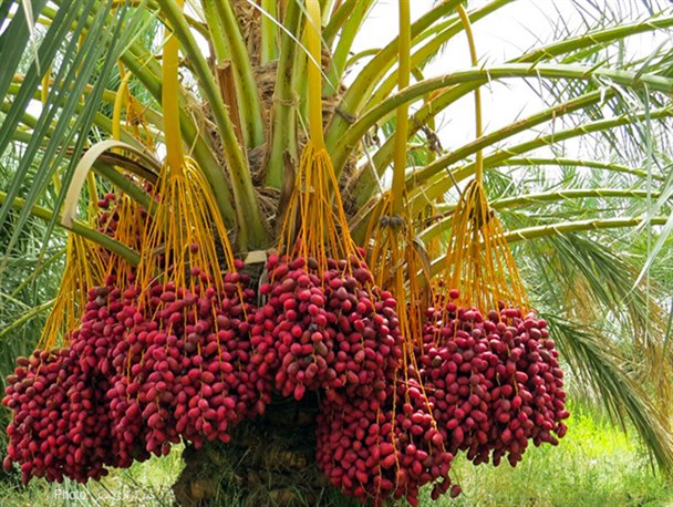 آغاز به کار نمایشگاه تخصصی خرما و صنایع وابسته در بوشهر