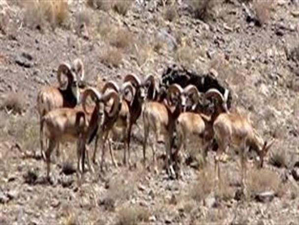 آغاز سرشماری زمستانه حیات وحش در منطقه بدر و پریشان