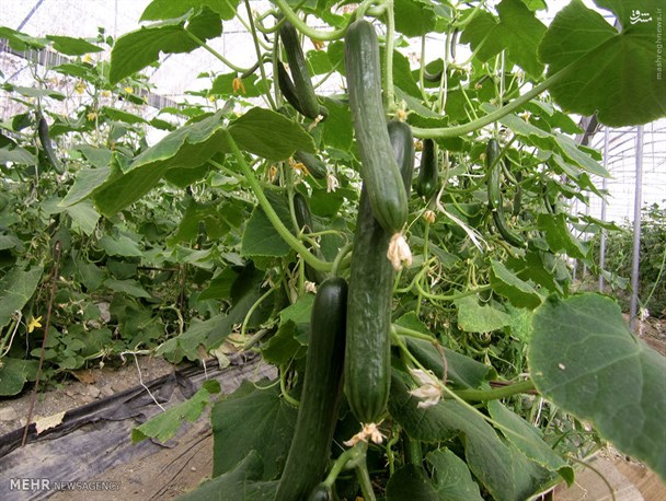 برداشت خیارگلخانه ای از 56 هکتار از اراضی منطقه سیستان