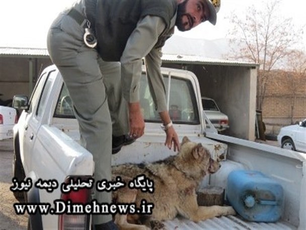 گرگ زخمی به پارک پردیسان انتقال یافت