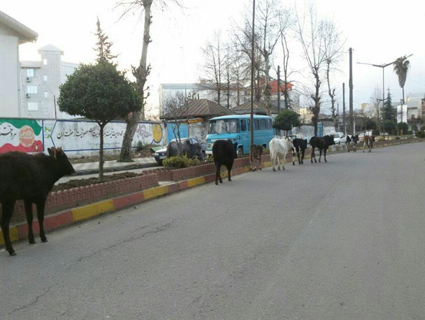 کارناوال گاوها در خیابان های فومن!