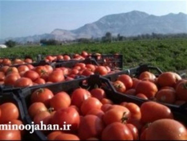 قیمت یک سبد گوجه فرنگی در مزارع منوجان=یک کارت شارژ دو هزاری