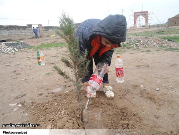 کاشت ۳۰۰ اصله نهال در آرامستان روستای قوش عظیم سرخس+تصاویر