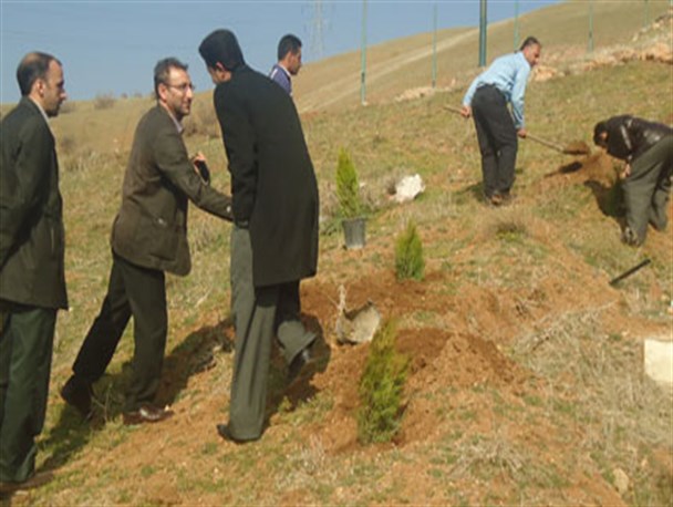 بیش از شش هزار اصله نهال در جوانرود غرس می شود