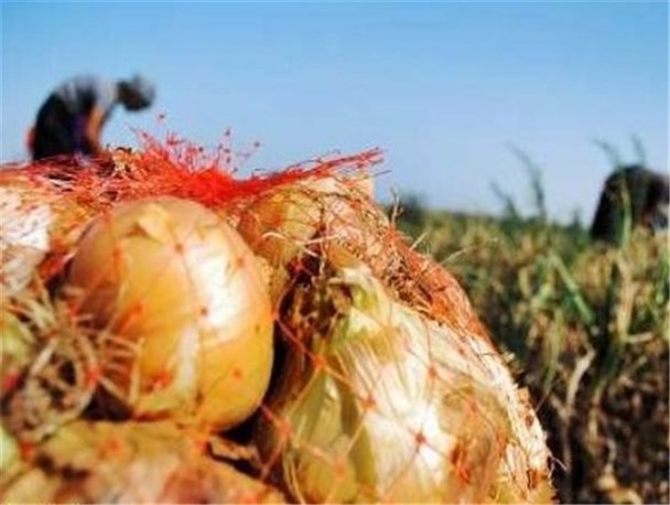 با واردات 1500 تن پیاز به کمک وزارت جهادکشاورزی موافقت شد