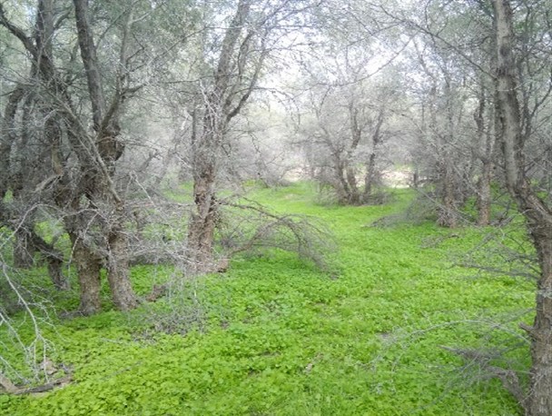 "جنگل و دشت کومان" جاذبه ای بکر و ناشناخته در غرب سیستان و بلوچستان