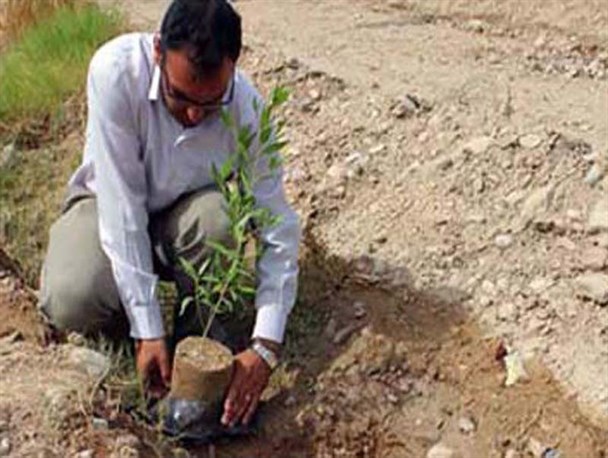32 هزار اصله نهال به مناسبت هفته منابع طبیعی در بروجرد توزیع می شود