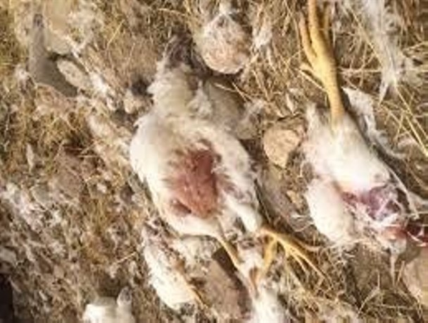 برخورد جدی با تخلیه‌کنندگان تلفات مرغ در گوشه و کنار خیابان/ لزوم کمک مردم و بخشدار‌ی‌ها در شناسایی متخلفان