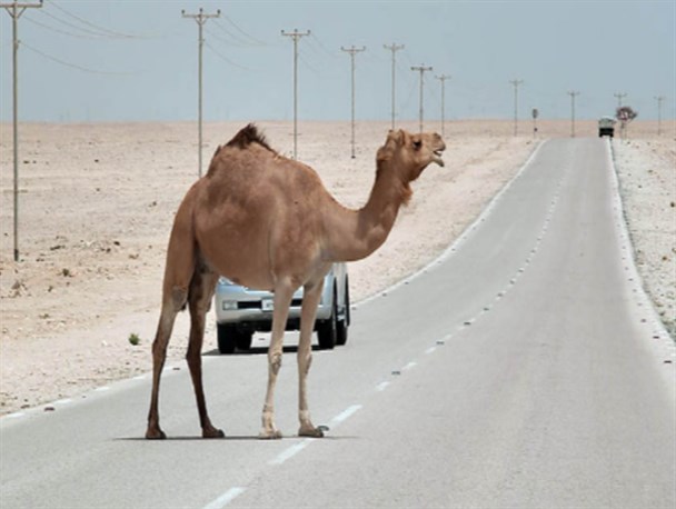 یک شتر جان 5 انسان را در زاهدان گرفت