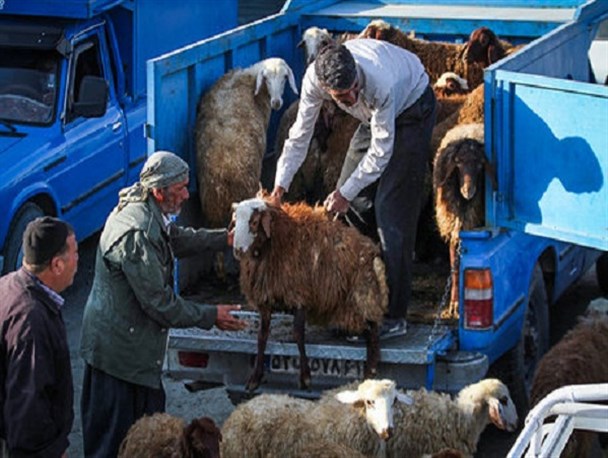 توقیف ۱۴۰ دستگاه خودروی حمل غیر مجاز دام در خراسان شمالی