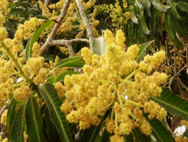 گل‌دهی درختان انبه در شهرستان میناب