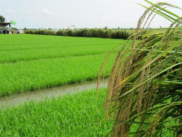 اراضی کشاورزی با صدور سند هویت‌دار می‌شود