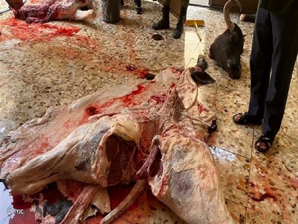 برخورد با کشتارکنندگان غیرمجاز در کرمانشاه