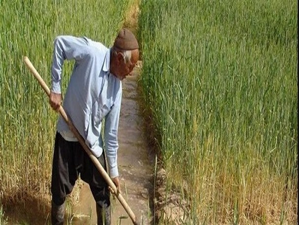 بیمه محصولات کشاورزی در لرستان ۲۵درصد افزایش یافت