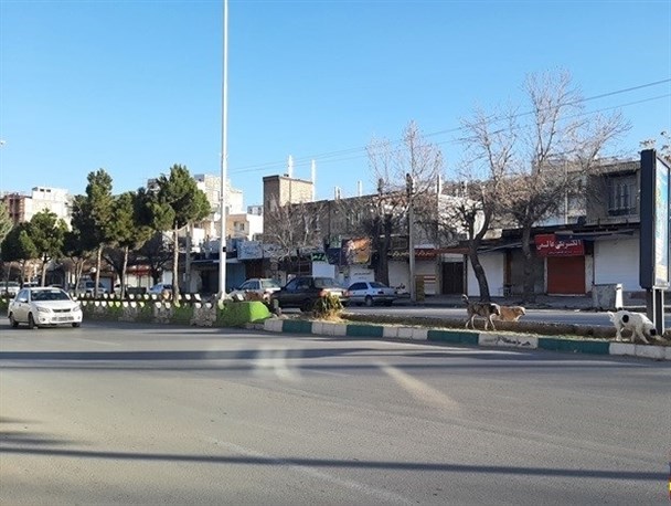 شهردار یاسوج، بساط سگ‌های ولگرد را جمع کند