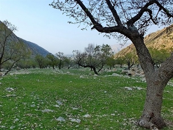 طبیعت زیبای «دشتک دیل» در گچساران
