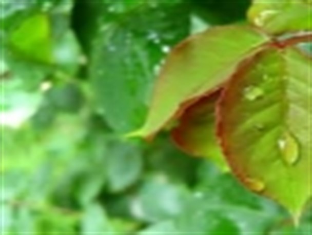 امروز باران می بارد