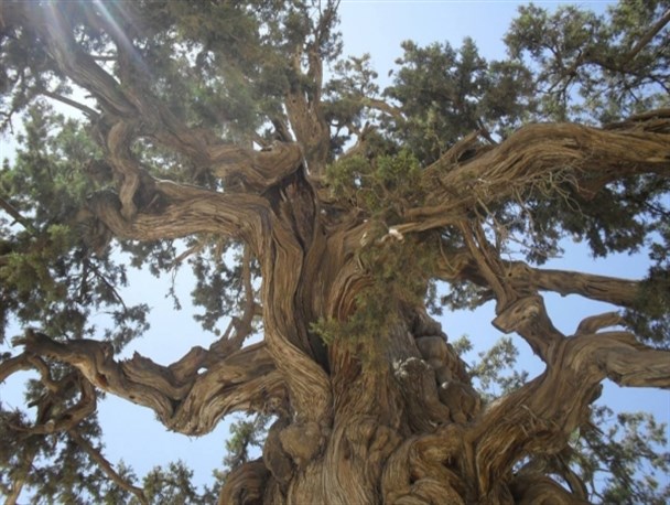 عکس/ سرو 2700 ساله در گچساران