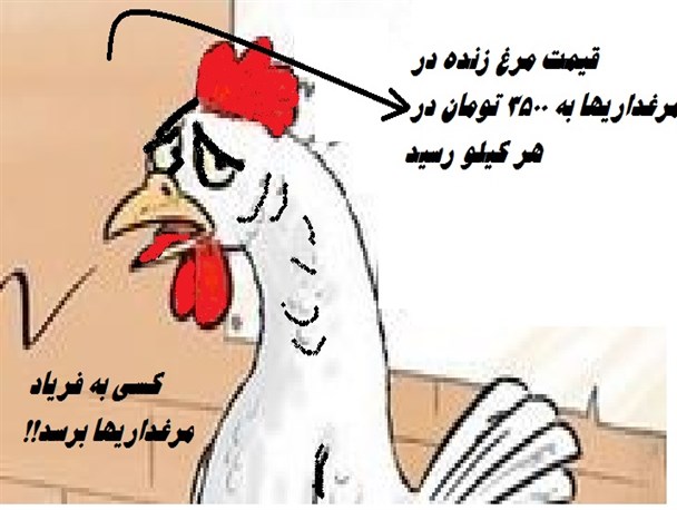 نامه سرگشاده مرغهای مرغداریهای سراسر کشور به مسئولین دولت
