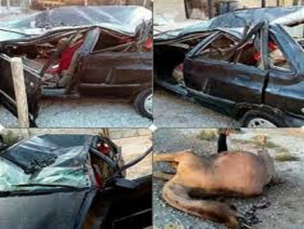 جاده های جنوب شرق جولانگاه احشام حادثه ساز/ 9 قربانی در محور ایرانشهر -بم