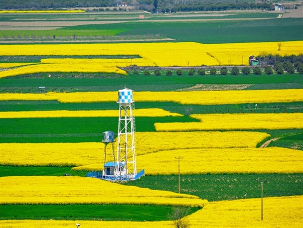 مزارع کلزا در شرق مازندران