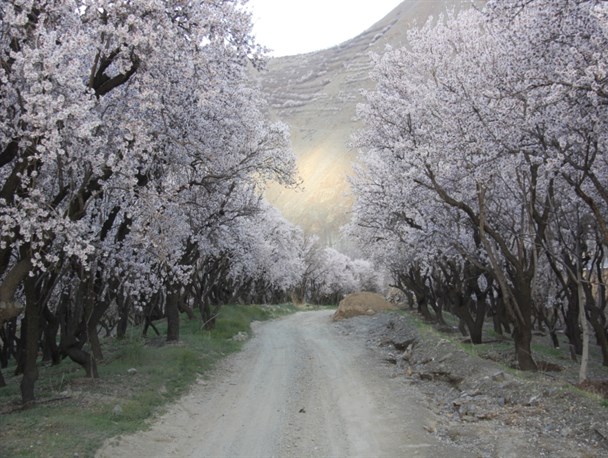 شکوفه های بادام طبیعت زیبای بهاری شهر بن را تزئین کرد + تصاویر