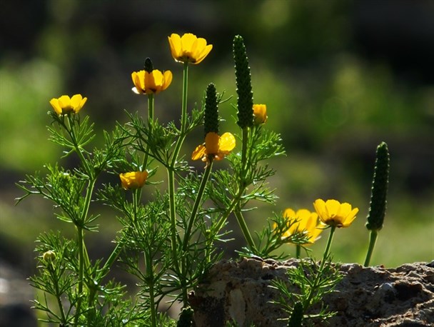 طبیعت زیبای روستای "پشه کان" درگچساران+فیلم