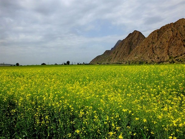 تصاویر زیبای مزارع زیبای کُلزا دربام نفت ایران