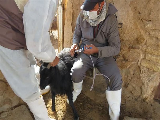 رزمایش امنیت غذایی در روستاهای استان یزد اجرا می‌شود/واکسیناسیون دام‌های روستایی یزد توسط ٦ گروه جهادی