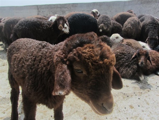 طنین دوباره زنگوله گوسفندان عشایر استان سمنان