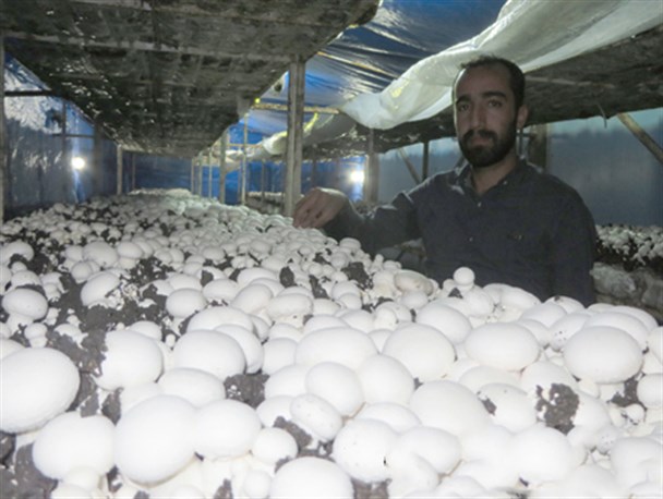 همت جوان استهبانی در اشتغالزایی؛ کشت قارچ در زیر زمین خانه!