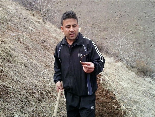 کشت سیصد عدد دانه بلوط یک خیر در روستای حبشی+تصاویر
