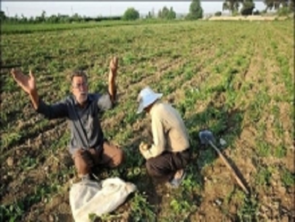 مرثیه ای برای محصولات کشاورزی!