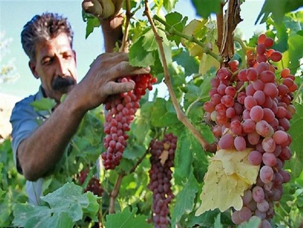 35 واحد صنعتی در تولید محصولات فرآوری انگور فعالیت می‌کنند