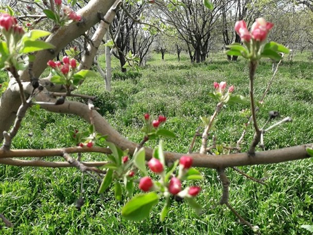 طبیعت بهاری تفرش+تصاویر