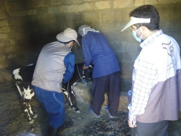 واکسیناسیون ۲۰۰۰ راس دام در مناطق سیل زده