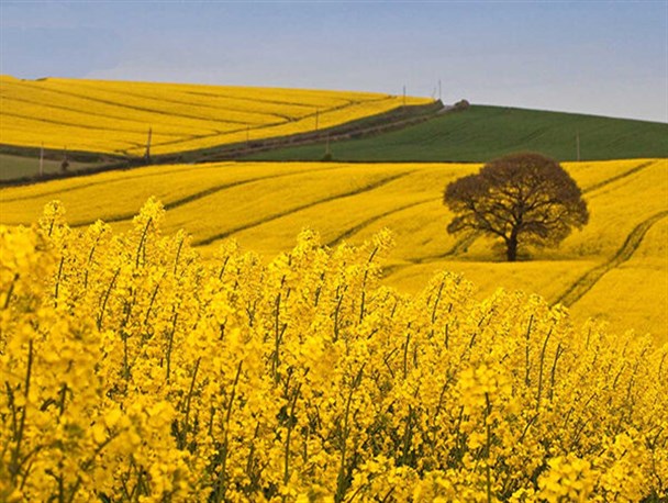 پیش‌بینی خرید ۱۱ هزار تن کلزا در کرمانشاه