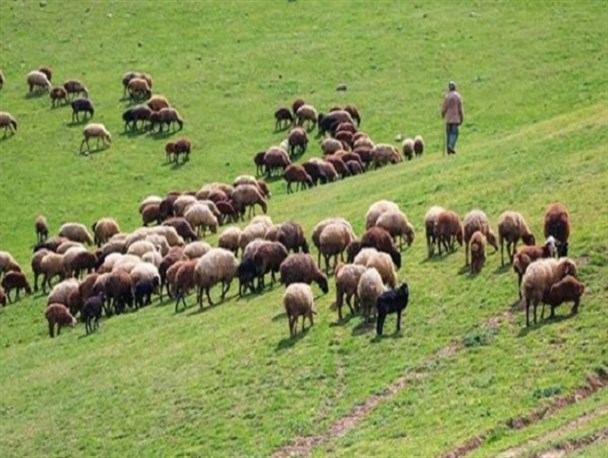 یک بام و دو هوای توزیع نهاده‌های دامی عشایر/ "رمه گردان‌ها" عشایر نیستند