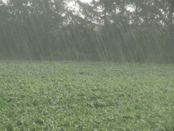 عملیاتی شدن استفاده از آب سبز در استان زنجان/ نمی‌توان کشاورز را به اجبار وادار به تولید محصولی خاص کرد