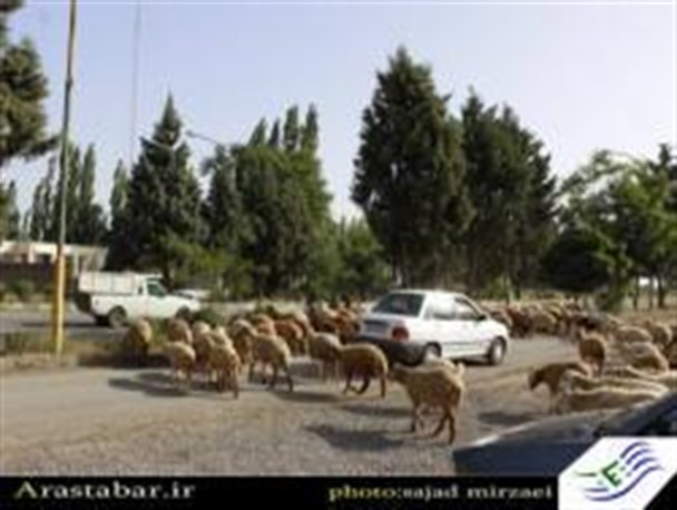 گوسفندانی که وسط بزرگراه سبز شدند!+عکس