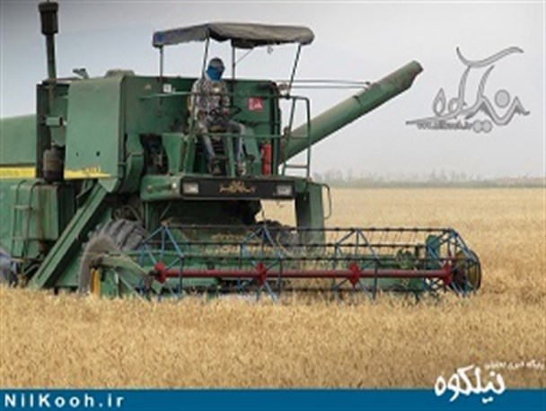 گزارش تصویری/ برداشت خوشه های طلایی گندم از مزارع شهرستان گالیکش