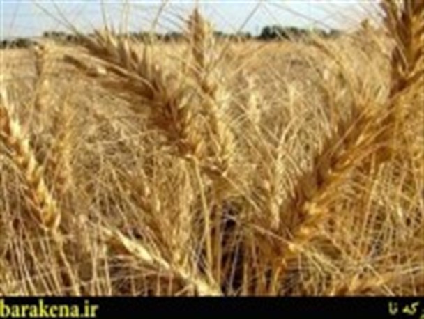 نرخ جدید خرید تضمینی جو اعلام شد