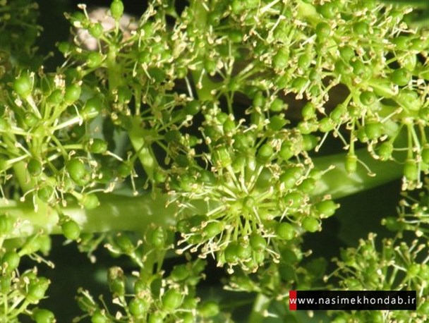 به گل نشستن باغات انگور در شهرستان خنداب + عکس