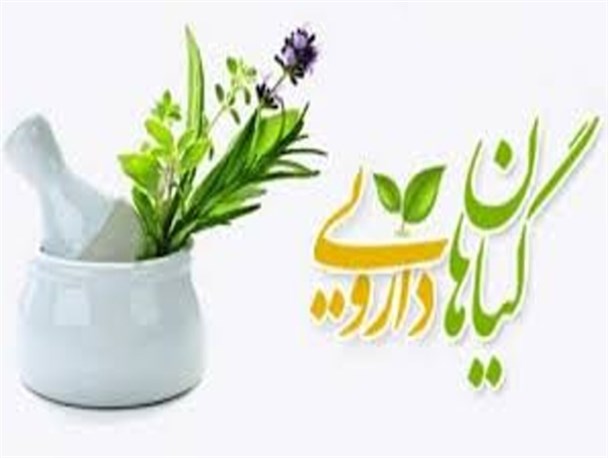 استفاده از داروهای گیاهی آری یا نه؟/ داروهای گیاهی نیز دارای عوارض هستند
