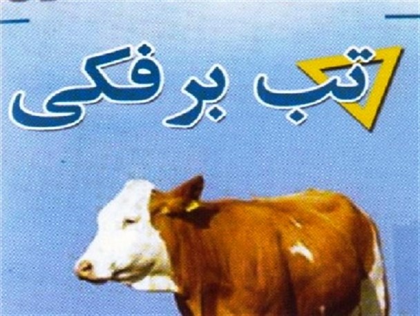 تب برفکی بیماری مشترک بین انسان و حیوان نیست/ مردم با خیال آسوده گوشت مصرف کنند