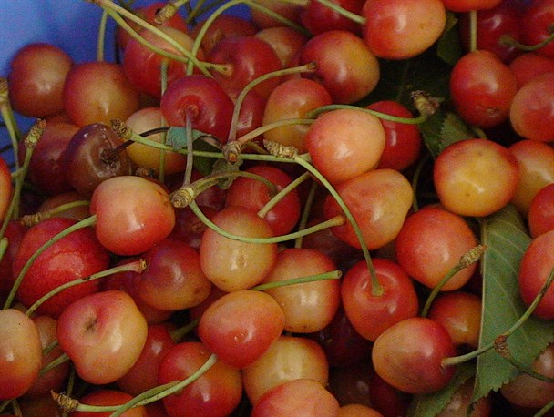 برداشت میوه گیلاس در روستای برندق خلخال+ عکس